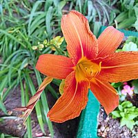 Цветы. :: Владимир Драгунский Цветы. :: Владимир Драгунский