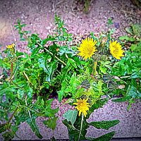 Цветы. :: Владимир Драгунский Цветы. :: Владимир Драгунский