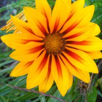 Газания :: Victoria 