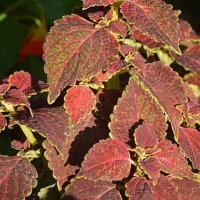 Колеус в саду :: Татьяна Лютаева Колеус в саду :: Татьяна Лютаева