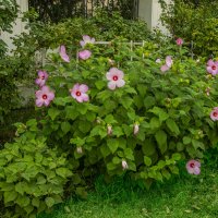 Сирийсая мальва :: Анатолий Чикчирный