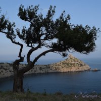 Природа Крыма :: Amazing Cosmea