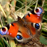 Ах лето ... :: Александр Ковальчук