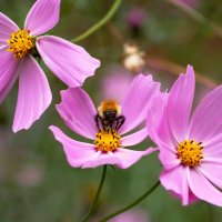 Космея :: IRinA*** 