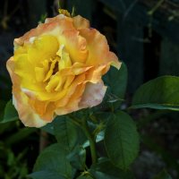 Роза  Магия :: Валентин Семчишин