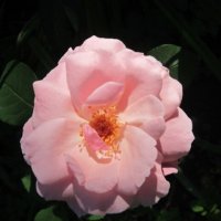 Цветок шиповника :: Дмитрий Никитин