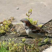 под моим окном... :: Андрей Катков