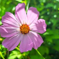 космея :: Наталья 