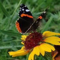 Бабочка :: Валентина Богатко 