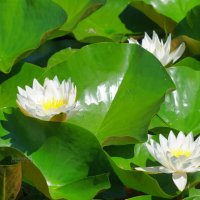 Кувшинки спрятались :: Сергей Беляев