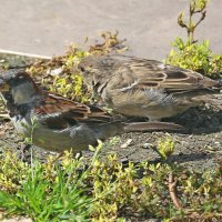 Этот кажись меня засёк... :: Андрей Катков