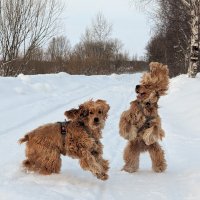 Зимние прогулки с собаками. :: Павел Харлин