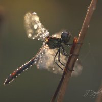 *** :: Елена Kазак (selena1965) *** :: Елена Kазак (selena1965)