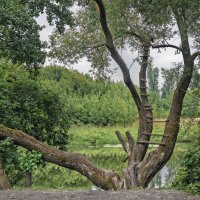 Дерево :: sorovey Sol Дерево :: sorovey Sol