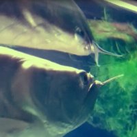 112 (214) :: СТРЕН 