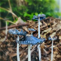 Городские грибы :: AZ east3 Городские грибы :: AZ east3