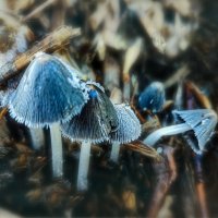 Городские грибы :: AZ east3