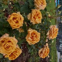 Розы :: Сапсан Розы :: Сапсан