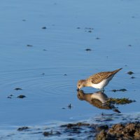 *** :: Yuri Chudnovetz