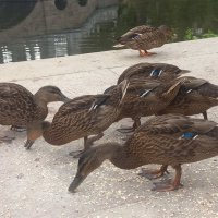 Утки :: Сапсан 