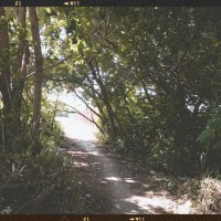 Будто древесный портал :: Игорь Солдаткин