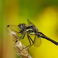 из снятого сегодня 9 :: Александр Прокудин