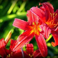 они на радость нам даны :: Олег Лукьянов