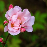 Розовая нежность 3 :: Светлана 