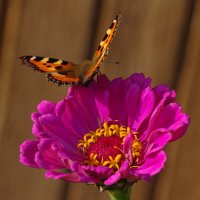 Присела на минутку :: Сергей Швечков