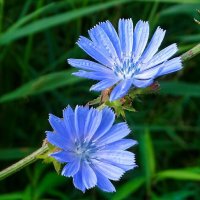 Цикорий обыкновенный. :: Милешкин Владимир Алексеевич Цикорий обыкновенный. :: Милешкин Владимир Алексеевич
