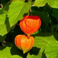 Физалис :: Милешкин Владимир Алексеевич 