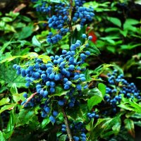 Магония подуболистная(Орегонский виноград) :: Aida10 