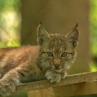 рысь :: vladimir 