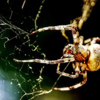 Спрут :: Михаил Белоусов