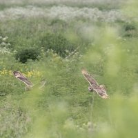 сова болотная :: юрий макаров сова болотная :: юрий макаров