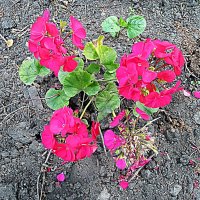 Цветы. :: Владимир Драгунский