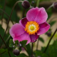 Улыбчивый :: Юрий. Шмаков