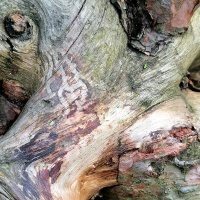 Фактура. Корень сосны. :: Любимова Ольга 