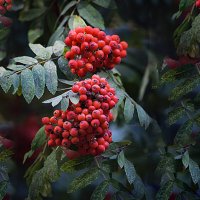 Рябина красная :: Владимир Кроливец