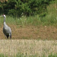 В кадр попала птичка :: rimgis В кадр попала птичка :: rimgis