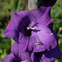 Цветок гладиолуса. :: сергей ермошкин Цветок гладиолуса. :: сергей ермошкин