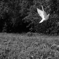 Голубь :: Екатерина Лазуренкова