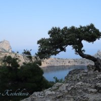Природа Крыма :: Amazing Cosmea