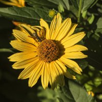Солнце светит всем. :: Петр Беляков