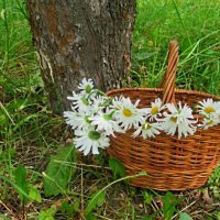 Лето... :: Галина Кузьмина