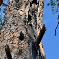 Секретный дозор. :: Сергей Адигамов Секретный дозор. :: Сергей Адигамов