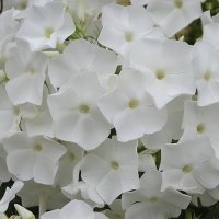 Белые флоксы в нашем саду белыми хлопьями пышно цветут… :: Freddy 97 Белые флоксы в нашем саду белыми хлопьями пышно цветут… :: Freddy 97