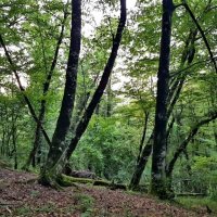 ПЛАСТУНКА СОЧИ :: Tata Wolf ПЛАСТУНКА СОЧИ :: Tata Wolf