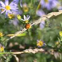 Божья коровка :: Ольга 