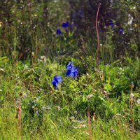 Прилег в поле отдохнуть :: Мишель71 
